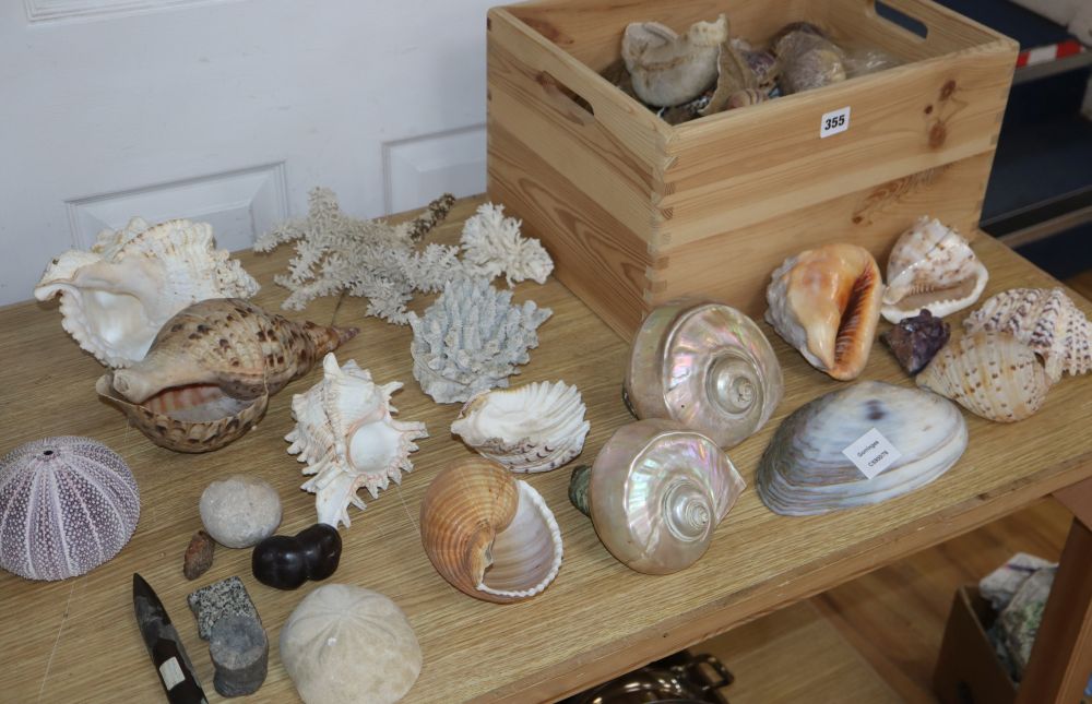 A collection of shells and coral collection